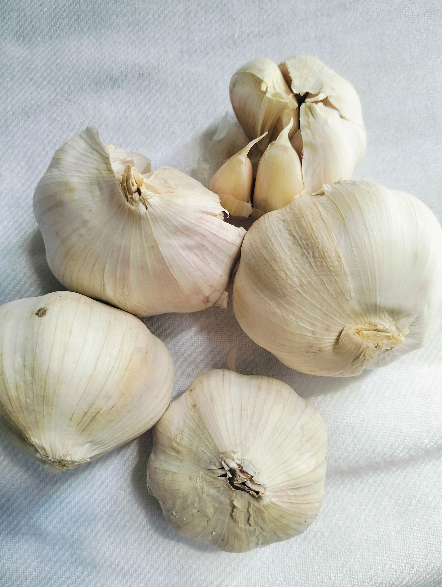 Fresh whole garlic bulbs on white fabric background as natural cooking ingredient and food texture